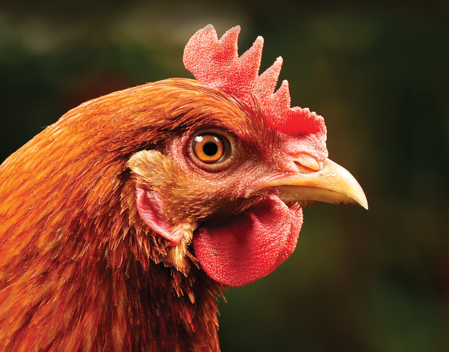 Laying hens